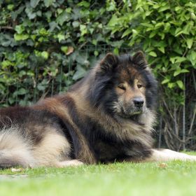 2024-04-28-Aslan-(64)_bearb.jpg