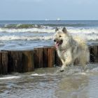 Kiwi in der Nordsee