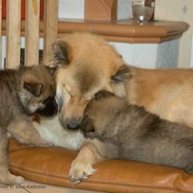 Honey & Heylo beim Schmusen mit Mama (39. Tag)