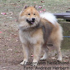 Eragon vom Nebelmond