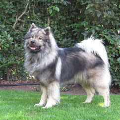 Basco vom Lewitzblick