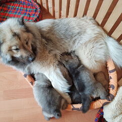 Platz zum Säugen ist im kleinsten Körbchen