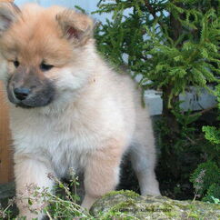 Bayka mit 6,5 Wochen