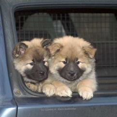 Erste Autofahrt von Frenja und Flame