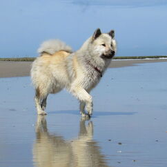Kiwi an der Nordsee