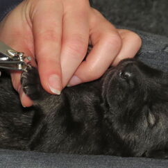 Krallen schneiden bei Kitaani