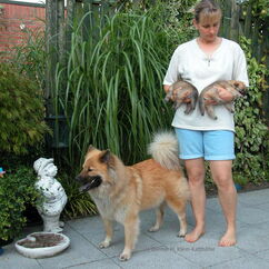 Bexter mit 10 Wochen