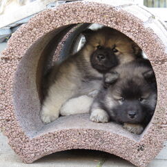 Indie & Ilay (51. Tag)