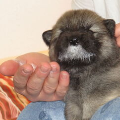 Jupiters erste Entwurmung