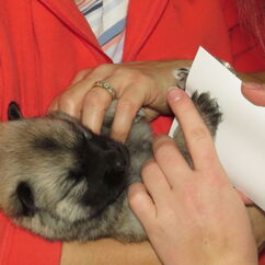 Pfofenabdruck zur Erinnerung