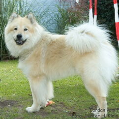 Cordan vom Fliederberg