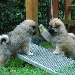 Deimos & Dundee (37. Tag)