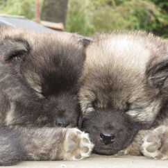 Ilay, Ivan (44. Tag)