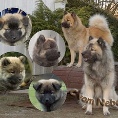 C-Wurf vom Nebelmond