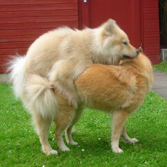 Deckeinsatz Cordan & Batida