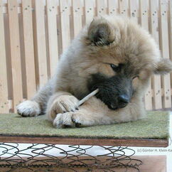 Bexter mit 10 Wochen