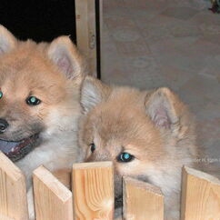 Bayka & Batida mit 8,5 Wochen