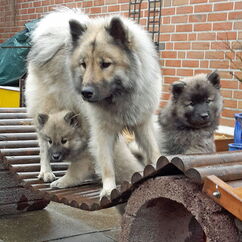 Urmel mit Indie & Ilay