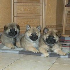 Gioia, Genna, Gaisha (51. Tag)