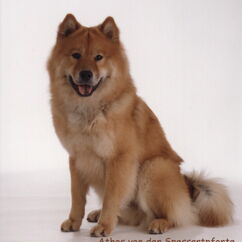 Athos von der Spessartpforte