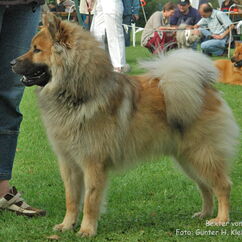 Bexter vom Nebelmond