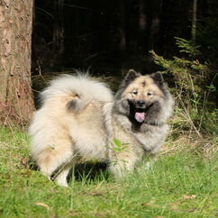 Urmel in der letzten Trächtigkeitswoche