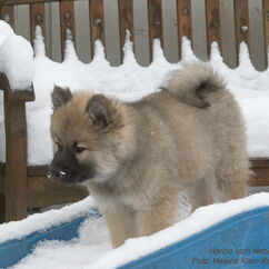 Haribo vom Nebelmond