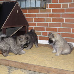 Ivan, Ilay, Indie (51. Tag)