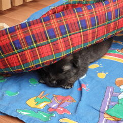 Versteck unter dem Hundekörbchen