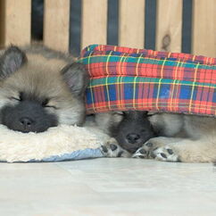 Hoshi & Haribo (50. Tag)