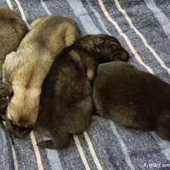 Kenji, Kiwi, Kate, Kitaro, Kitaani