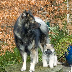 Ayo & Hoshi (47. Tag)