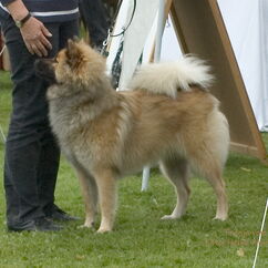 Frenja vom Nebelmond