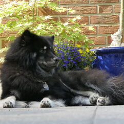 Cato beim Welpenbesuch