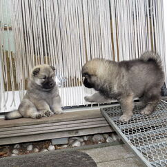 Indie & Ivan (40. Tag)