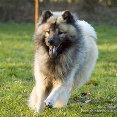 Benz vom Fliederberg