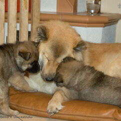 Honex & Heylo (39. Tag)