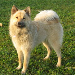 Emilia vom Nebelmond