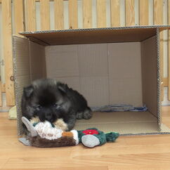 Ilays Höhle im Karton (40. Tag)