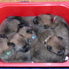 ausquartiert für die Wurfkistenreinigung