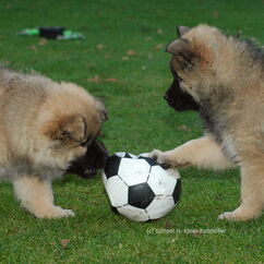 Flame & Frenja (56. Tag)