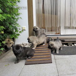 Neugieriger Blick in den Garten