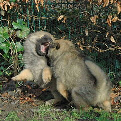 Flame & Frenja (48. Tag)