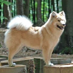 Batida vom Nebelmond