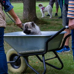 Juki in der Welpenspielstunde