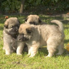 Gioia, Gaisha, Genna (29. Tag)