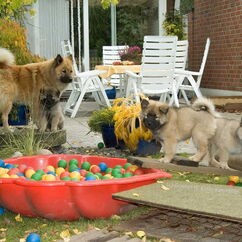 Gioia, Gaisha, Genna (52. Tag)