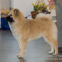 Gaisha vom Nebelmond