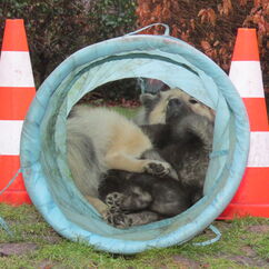 Säugen im Tunnel (37. Tag)