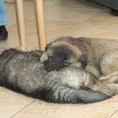 Camelot & Cando (52. Tag)